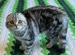 Lilibet Scottish Fold Silver Classic Female 2yo - Scottish Fold Cat For Sale - Odessa&comma; FL&comma; US