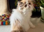 Velvet a chocolate carrier - Persian Kitten For Sale - Delta&comma; PA&comma; US