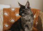 Maleficent Black Smoke female Maine coon - Maine Coon Cat For Sale - Minerva&comma; OH&comma; US