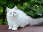 Tatosha - Siberian Cat For Sale - Pembroke Pines&comma; FL&comma; US