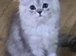 Livvys Silver Male 2 - Ragamuffin Cat For Sale - Salem&comma; OR&comma; US