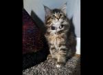 Maine Coon Female - Maine Coon Kitten For Sale - Mount Penn&comma; PA&comma; US