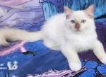 Leo Cinnamon Mink Ragdoll - Ragdoll Cat For Sale - VA&comma; US