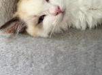 Maya Seal Bicolor Kitten - Ragdoll Kitten For Sale - Marina Del Rey&comma; CA&comma; US