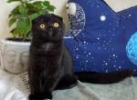 Esenia 1 - Scottish Fold Cat For Sale - Chicago&comma; IL&comma; US