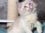 Yan - Ragdoll Kitten For Sale - Pembroke Pines&comma; FL&comma; US