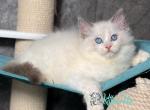 Yarik - Ragdoll Kitten For Sale - Pembroke Pines&comma; FL&comma; US