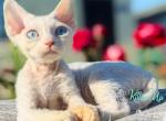 Afelija - Devon Rex Cat For Sale - Norwalk&comma; CT&comma; US