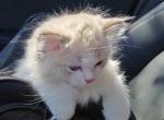 Ragdoll Boy Bicolor - Ragdoll Kitten For Sale - Westborough&comma; MA&comma; US