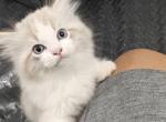Ragdoll Bicolor Male - Ragdoll Kitten For Sale - Westborough&comma; MA&comma; US
