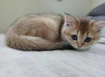 Adela - Scottish Straight Kitten For Sale - Cleveland&comma; OH&comma; US