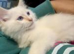 PENDING Ready Today Flame point Ragdoll - Ragdoll Cat For Sale - Marlborough&comma; MA&comma; US