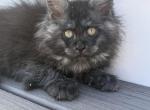Dawn - Maine Coon Cat For Sale - Wrightstown&comma; NJ&comma; US