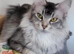Armata - Maine Coon Cat For Sale/Retired Breeding - 