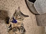 Blossom the Pretty Princess - American Shorthair Cat For Adoption - 
