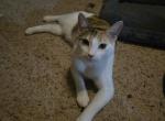 Joy the sweet loving baby - American Shorthair Cat For Adoption - 