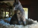 Bobtail kitten - American Bobtail Kitten For Sale - Lancaster&comma; PA&comma; US