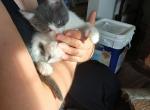 Comet 22 toe QuadPolydactyl - Polydactyl Kitten For Sale - WI&comma; US