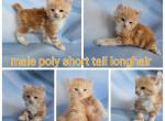 Highlander reds October - Highlander Kitten For Sale - Frenchtown&comma; MI&comma; US