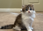 Frisky - Scottish Straight Kitten For Sale - Houston&comma; TX&comma; US