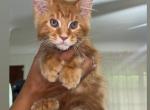 Ron polydactyl - Maine Coon Cat For Sale - Hollywood&comma; FL&comma; US