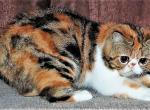 Melinda - Exotic Cat For Sale - Philadelphia&comma; PA&comma; US