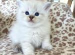 Sydney - Ragdoll Kitten For Sale - Los Angeles, CA, US