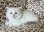 Ronnette - Ragdoll Kitten For Sale - Los Angeles, CA, US