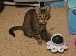 Florence the Sweet Loving Caring Kitty - American Shorthair Cat For Adoption - Tyler&comma; TX&comma; US