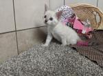 Beany - Bengal Kitten For Sale - Montgomery&comma; IN&comma; US