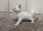 Bunny - Bengal Kitten For Sale - Montgomery&comma; IN&comma; US