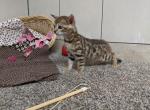 Bebe - Bengal Kitten For Sale - Montgomery&comma; IN&comma; US