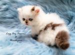 CFA PKD Neg Chocolate & White Male Leave Date Oct - Persian Kitten For Sale - Springfield&comma; MO&comma; US