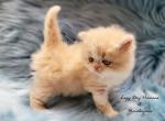 CFA Reg PKD Neg Cream and White Leave Date Oct 3rd - Persian Kitten For Sale - Springfield&comma; MO&comma; US