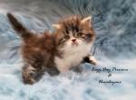 CFA Reg PKD Neg Two Tabby Males Available - Persian Kitten For Sale - Springfield&comma; MO&comma; US