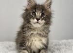 7 Dwarves Litter - Maine Coon Kitten For Sale - CA&comma; US