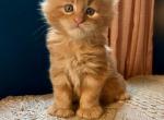 European Maine Coon - Maine Coon Kitten For Sale - Dayton&comma; OH&comma; US