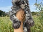Jazzy - Maine Coon Cat For Sale - Kansas City&comma; MO&comma; US