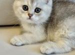 Scottish Chinchilla Nikki - Scottish Straight Cat For Sale - Brooklyn&comma; NY&comma; US