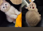 Milooo & Rosy - British Shorthair Kitten For Sale - Oakland&comma; CA&comma; US