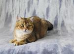 Michael - British Shorthair Cat For Sale - Chicago&comma; IL&comma; US