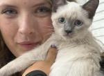 Blu Berrymore - Siamese Kitten For Sale - West Palm Beach&comma; FL&comma; US