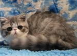 Will Jr the Lovable Exotic - Exotic Cat For Sale - Bonita Springs&comma; FL&comma; US