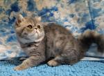 Lil Cindy Lou - Exotic Cat For Sale - Bonita Springs&comma; FL&comma; US