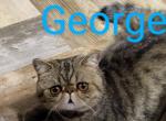 Prince George the cuddle bug - Exotic Cat For Sale - Bonita Springs&comma; FL&comma; US