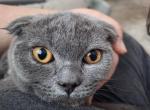 Blue fold girl - Scottish Fold Cat For Sale - Sacramento&comma; CA&comma; US