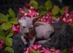 Bubbles - Sphynx Kitten For Sale - Plainfield&comma; CT&comma; US