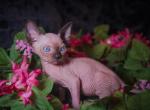 Blossom - Sphynx Kitten For Sale - Plainfield&comma; CT&comma; US