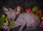 Buttercup - Sphynx Kitten For Sale - Plainfield&comma; CT&comma; US