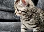 Cute girl - Scottish Straight Cat For Sale - Edgewood&comma; WA&comma; US